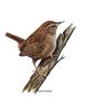 Set of 4 framed bird prints | Drawings by Stacie Dale. Item made of paper compatible with rustic and traditional style