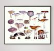 Victorian Mushroom Specimen Print in Lavender | Prints by Capricorn Press | Los Angeles in Los Angeles. Item made of paper