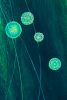 Plastic Plankton, Reverse Glass Painting | Oil And Acrylic Painting in Paintings by Deborah Kennedy | Bluseed Studios Inc in Saranac Lake. Item made of canvas