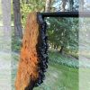 Eye-catching Live Edge Cherry Burl Mirror | Decorative Objects by thomas weber. Item made of wood with glass works with boho & country & farmhouse style