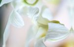 Commission using Bridal Bouquet, photographic design | Photography by Kate Wilson Fine Art. Item composed of paper