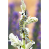 Photograph • Mullein Caterpillar, England, Norfolk, Insect | Photography by Honeycomb. Item composed of metal & paper