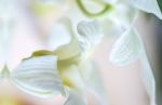 Commission using Bridal Bouquet, photographic design | Photography by Kate Wilson Fine Art. Item composed of paper