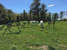 Hawk Ridge Horses | Public Sculptures by Wendy Klemperer Art Inc. Item made of steel