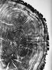 Tree ring print, Old Oak Tree, Nauvoo, Illinois | Prints by Erik Linton. Item made of paper