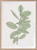Rubbery Leaf - 1 & 2 - Green - Framed Art | Prints by Patricia Braune. Item made of paper