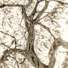 Tree of Life | Photography by Robert Bengtson / The Art of Detail Gallery. Item made of metal
