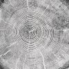 Big Cottonwood Canyon Utah Tree Print | Prints by Erik Linton. Item composed of paper