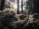 FOREST FUNGI (12"x9" - 48"x36") | Fine Art Print | Photography by Jess Ansik. Item made of paper compatible with boho and contemporary style