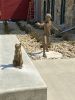 Leaps and Bounds by Daniel Glanz, NSG | Public Sculptures by JK Designs and the National Sculptors' Guild | Riverdale Animal Shelter in Brighton