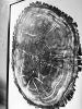 Tree ring print, Old Oak Tree, Nauvoo, Illinois | Prints by Erik Linton. Item made of paper