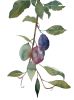 Plum Study No. 2 : Original Watercolor Painting | Paintings by Elizabeth Beckerlily bouquet. Item composed of paper in boho or minimalism style