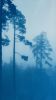 The Tallest Pine (27 x 15" unframed hand-printed cyanotype | Photography by Christine So. Item made of paper works with coastal & traditional style