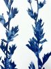 Delft Tree Poppies III (18 x 12" Cyanotype Painting) | Mixed Media in Paintings by Christine So