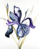 Iris No. 101 : Original Watercolor Painting | Paintings by Elizabeth Becker. Item made of paper compatible with minimalism and contemporary style