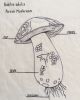 Boletus edulis | Drawings by Sonoran Witch Boy. Item composed of paper