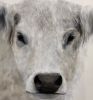 Ciao Bella | Paintings by Marilyn Landers