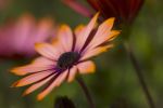 Salmon colored osteospermum Portrait | Photography by Caroyl La Barge›. Item made of canvas & paper compatible with contemporary and country & farmhouse style