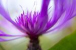 Wild Pink Autumn Thistle  Digital-only offering for Trade | Photography by Caroyl La Barge›. Item made of canvas with paper works with contemporary & country & farmhouse style