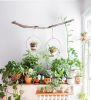 BRAID & WOOD Plant Hanger (Large) & (Medium) | Plants & Landscape by Braid & Wood Design Studio. Item made of maple wood with brass