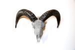 Ram Skull Covered with Swarovski Crystals | Ornament in Decorative Objects by Gypsy Mountain Skulls. Item compatible with contemporary and country & farmhouse style