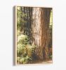 Big Sur Redwoods | Photography by Kara Suhey Print Shop. Item made of paper