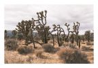 Joshua Tree Photograph in muted tones | Photography by Capricorn Press. Item made of paper compatible with boho and contemporary style