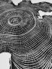 Locust Tree Ring Print | Prints by Erik Linton. Item made of paper