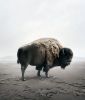 Be Here Bison | Photography by Alice Zilberberg