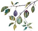 Plum Study : Original Watercolor Painting | Paintings by Elizabeth Beckerlily bouquet. Item composed of paper compatible with boho and minimalism style