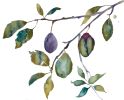 Plum Study : Original Watercolor Painting | Paintings by Elizabeth Becker. Item composed of paper compatible with boho and minimalism style