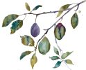 Plum Study : Original Watercolor Painting | Paintings by Elizabeth Becker. Item composed of paper compatible with boho and minimalism style