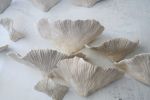 Conks Mushrooms Wall Sculpture, 60 Pieces Set, Cream White | Wall Hangings by SevaCeramics