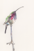 Lucifer | Prints by Lee Cline. Item made of paper
