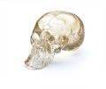 SKULL | Sculptures by Esque Studio. Item composed of glass