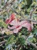Entangled (Hibiscus) - Oil on Canvas | Oil And Acrylic Painting in Paintings by Sera Holland. Item composed of canvas and synthetic