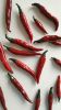 Chili Pepper | Ornament in Decorative Objects by Federica Massimi Ceramics. Item composed of ceramic in eclectic & maximalism or mediterranean style