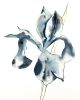 Iris No. 87 : Original Watercolor Painting | Paintings by Elizabeth Becker. Item composed of paper compatible with minimalism and contemporary style