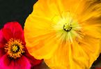 Iceland Poppy | Photography by Daniel