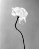 Poppy No.3 - analogue floral photography, ed. 10 | Photography by Ugne Pouwell. Item composed of paper in minimalism or japandi style