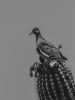 PERCH | B&W | Southwest Photography | Minimalist Print | Photography by Jess Ansik. Item made of paper works with minimalism & eclectic & maximalism style