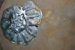 Ammonite & Belemnite Disks | Wall Sculpture in Wall Hangings by ARCHIGLASS by Urbanowicz | Centuria Hotel&Natural SPA in Ogrodzieniec. Item made of glass compatible with contemporary and japandi style