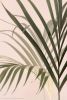 Palm Leaves, Original Photography, Unframed Print | Photography by Nicholas Bell Photography. Item made of paper works with boho & japandi style