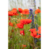 Photograph • Poppies, Flowers, England, Nature, Floral | Photography by Honeycomb. Item made of metal & paper