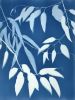 Blue Eucalyptus Diptych (Two FRAMED hand-printed cyanotypes) | Photography by Christine So