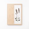 Herbarium: Rumex Acetosa - Wall Light Sculpture | Wall Sculpture in Wall Hangings by Mateusz Wappa Design & Research. Item composed of birch wood and glass in minimalism or modern style
