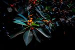Orange, Green and Dark | Limited Edition Print | Photography by Tal Paz-Fridman | Limited Edition Photography. Item composed of paper in country & farmhouse or modern style