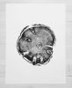 Wasatch Utah Pine | Prints by Erik Linton. Item composed of paper