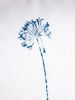 Delft Agapanthus 3 (18 x 24" painting-cyanotype hybrid) | Watercolor Painting in Paintings by Christine So | Thomas Deans Fine Art in Atlanta