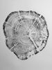 Glacier National Park Tree Ring Print. 18x24 inches | Prints by Erik Linton. Item composed of paper